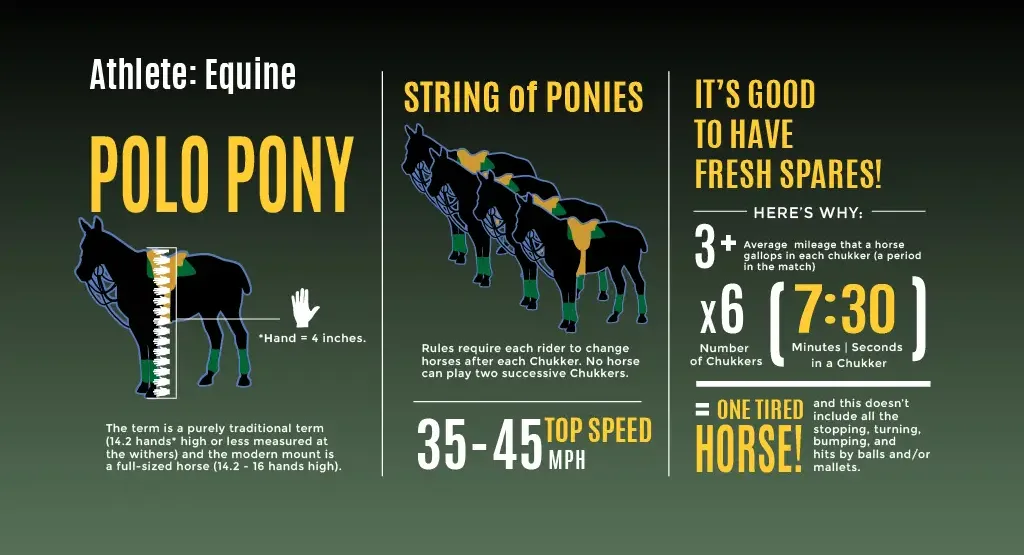 Equine-100